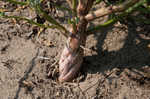 Winged pigweed